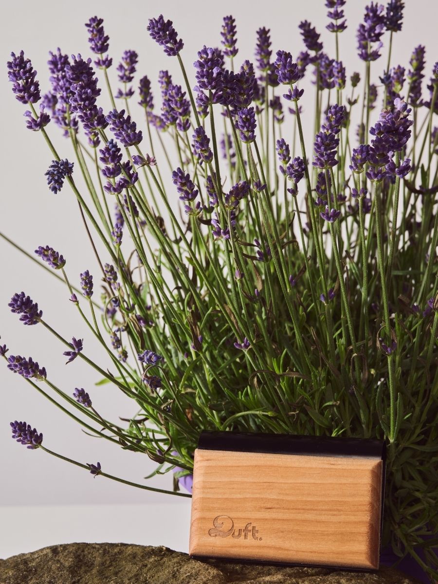 DREWNIANY ZAPACH DUFT.