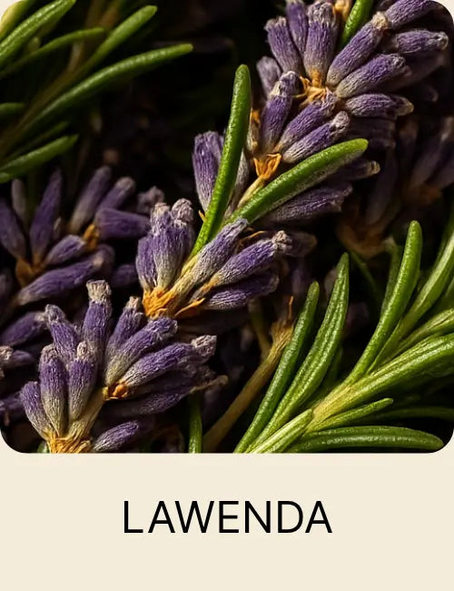 Gałązka lawendy