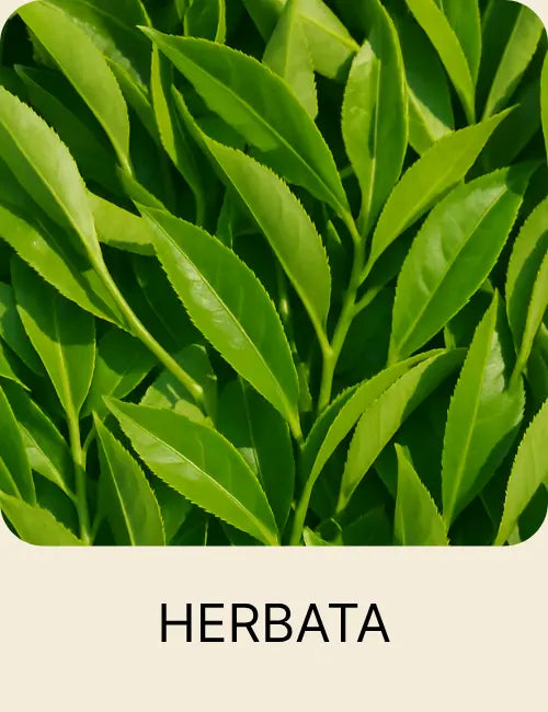 Świeże liście herbaty