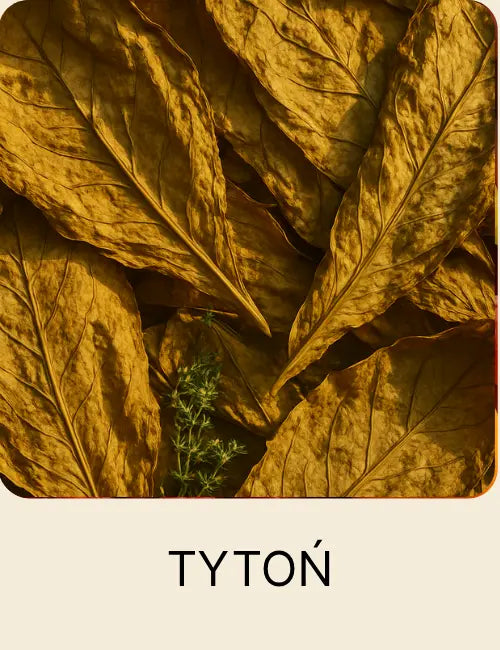 Suche liście tytoniu