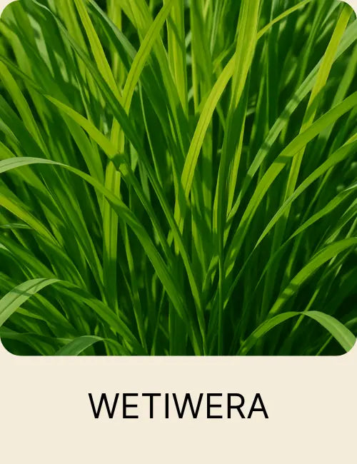 Świeży Wetiwer