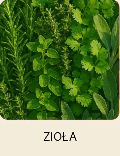Świeże zioła, rozmaryn, oregano, kolędra, tymianek